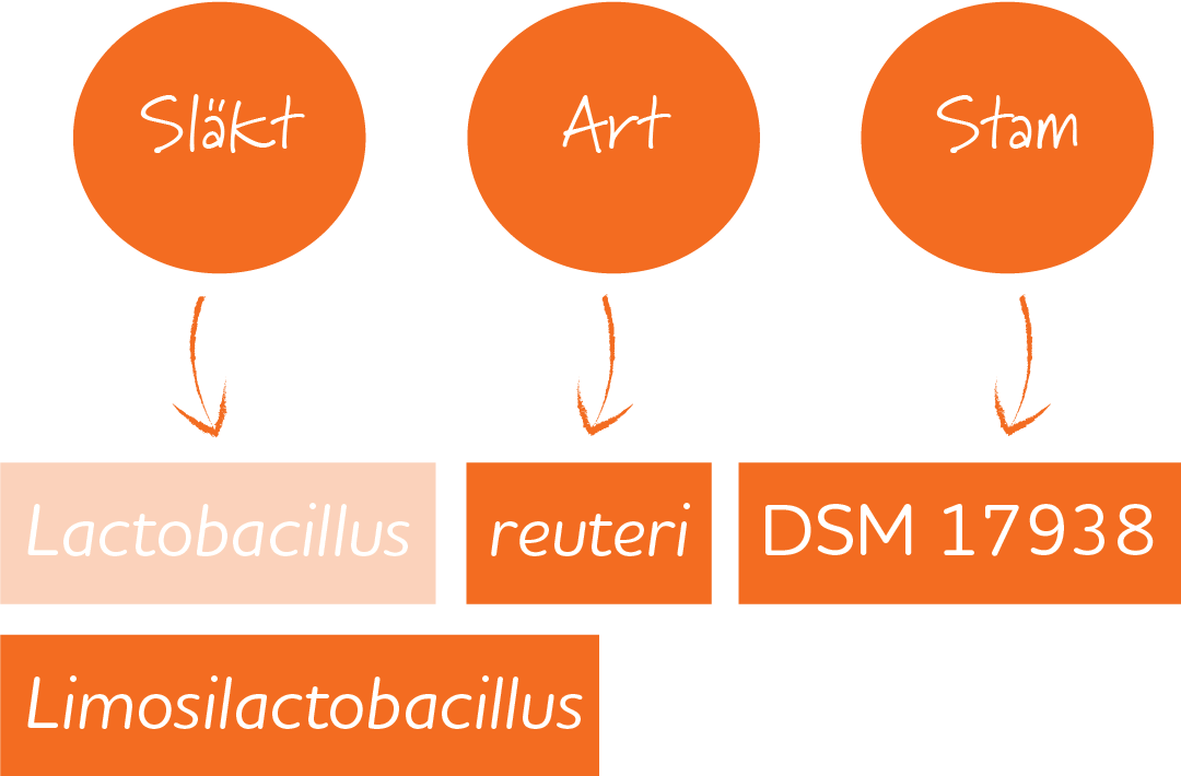 Lactobacillus taxonomi förändring